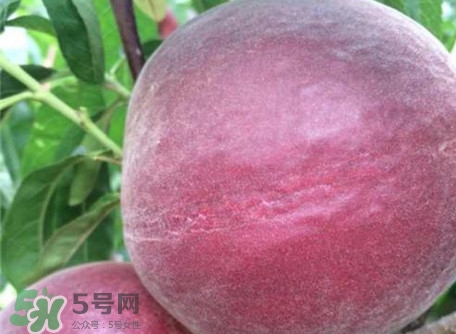 黑桃是什么水果？吃黑桃有什么好處？