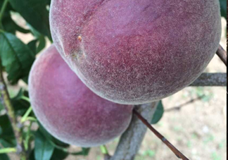 黑桃水果是什么品種？黑桃是酸性還是堿性