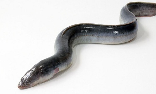 鰻魚是帶魚嗎？鰻魚和帶魚有什么區(qū)別