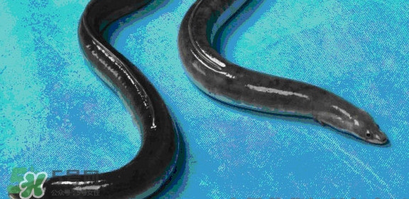 鰻魚(yú)是鱔魚(yú)嗎？鰻魚(yú)是白鱔嗎