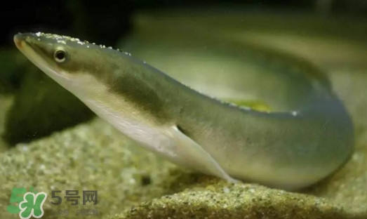 鰻魚(yú)是鱔魚(yú)嗎？鰻魚(yú)是白鱔嗎
