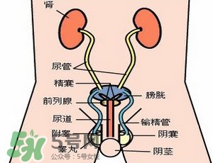腎結(jié)石怎么治最好？腎結(jié)石的醫(yī)治方法