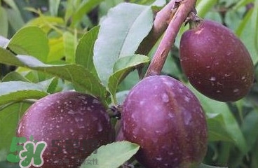 黑桃是什么水果？吃黑桃有什么好處？