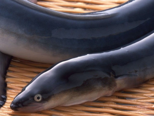 鰻魚是帶魚嗎？鰻魚和帶魚有什么區(qū)別