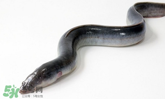 鰻魚(yú)多少錢(qián)一斤？野生鰻魚(yú)多少錢(qián)一斤