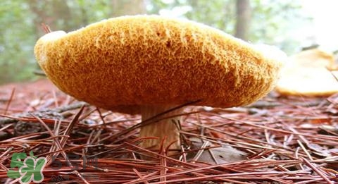 猴頭菇怎樣吃治胃?。亢镱^菇能治胃病嗎？