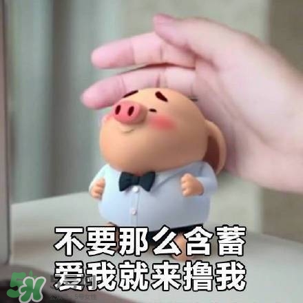 豬小屁表情包是什么？豬小屁表情包為什么這么火？