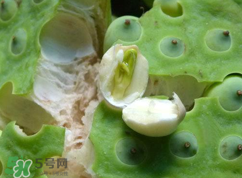 蓮蓬可以泡水喝嗎？蓮蓬泡水的功效與作用