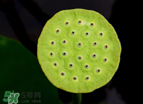 吃蓮蓬長胖嗎？吃蓮蓬會(huì)胖嗎？