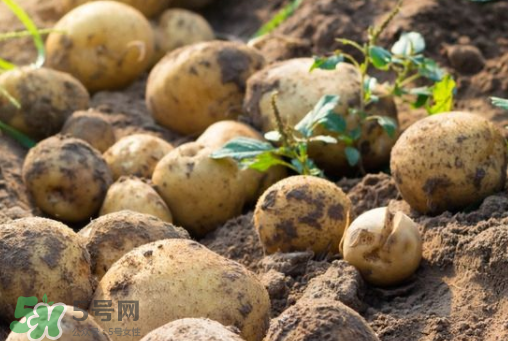 7月份能種土豆嗎？土豆7月怎樣種植？