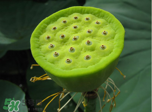 蓮蓬是什么樣子？蓮蓬是怎么長出來的？