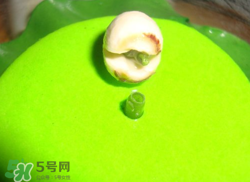 新鮮蓮子可以種嗎？新鮮蓮子能種出荷花嗎？