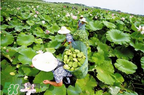 新鮮蓮子可以種嗎？新鮮蓮子能種出荷花嗎？