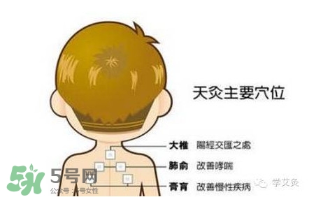 三伏灸灸哪里？三伏灸是每天都灸嗎