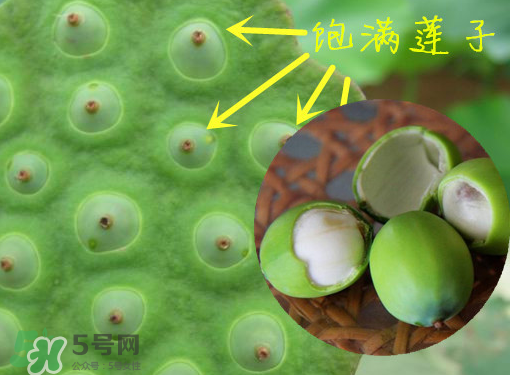 新鮮蓮子有什么功效？新鮮蓮子一次吃多少？