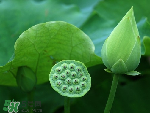新鮮蓮蓬可以去胎毒嗎？蓮蓬煮水可以去胎毒嗎？