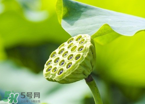 新鮮蓮蓬可以去胎毒嗎？蓮蓬煮水可以去胎毒嗎？