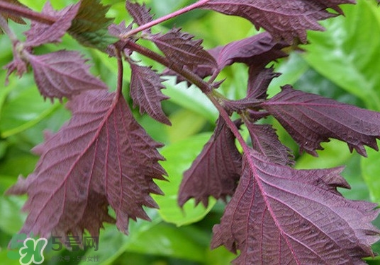 紫蘇是什么植物？紫蘇是發(fā)物嗎？
