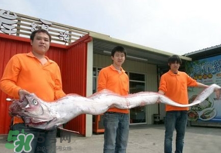 皇帶魚吃什么？皇帶魚吃人嗎？