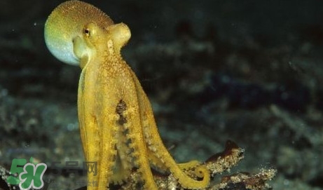 八帶魚怎么洗？八爪魚怎么處理干凈