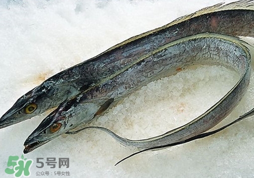 帶魚為什么都是死的？帶魚為什么出水就死？
