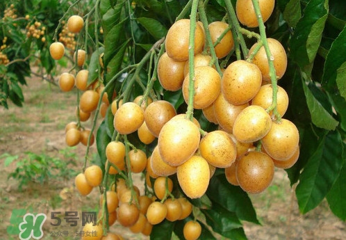 黃皮果什么品種最好吃？黃皮果吃多了會怎樣