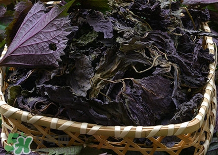 紫蘇是什么植物？紫蘇是發(fā)物嗎？
