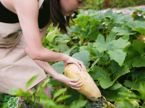 入伏種什么菜？入伏適合種哪些蔬菜？
