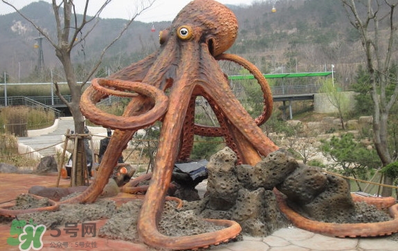 章魚是烏賊嗎？章魚與烏賊的區(qū)別