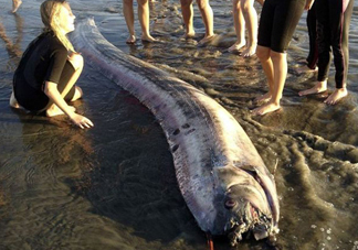 皇帶魚吃什么？皇帶魚吃人嗎？