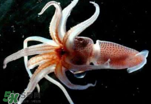 章魚是烏賊嗎？章魚與烏賊的區(qū)別
