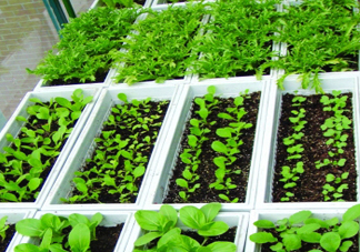 入伏種什么菜？入伏適合種哪些蔬菜？