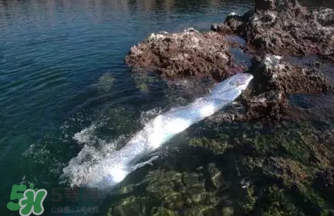 皇帶魚最長有多長？皇帶魚的恐怖傳說