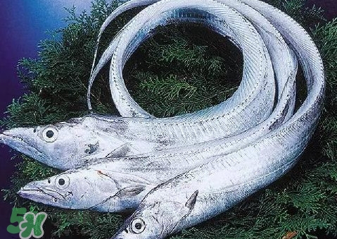 帶魚為什么都是死的？帶魚為什么出水就死？