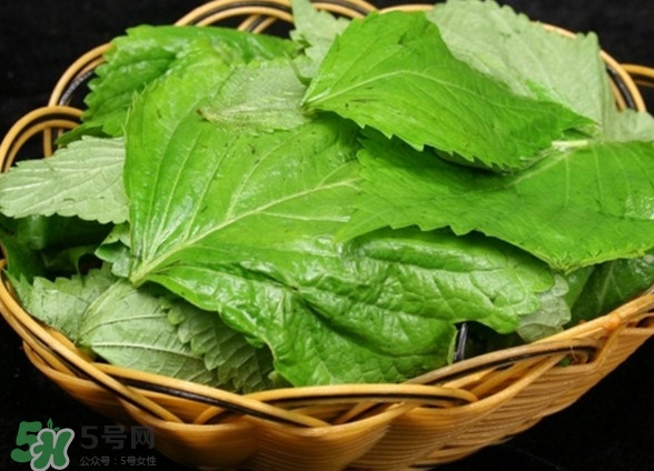 新鮮紫蘇葉怎么吃？紫蘇葉的吃法