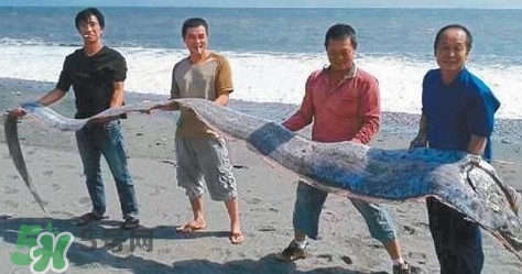 皇帶魚多少錢一斤？皇帶魚的價格