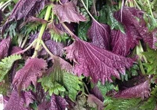 紫蘇是什么植物？紫蘇是發(fā)物嗎？