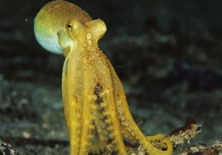 八帶魚怎么洗？八爪魚怎么處理干凈