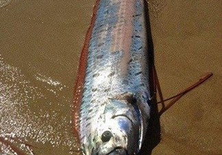 皇帶魚多少錢一斤？皇帶魚的價(jià)格