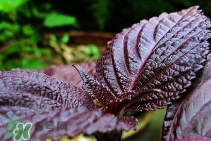 紫蘇葉能經(jīng)常泡茶喝嗎？紫蘇葉與蘇葉一樣嗎