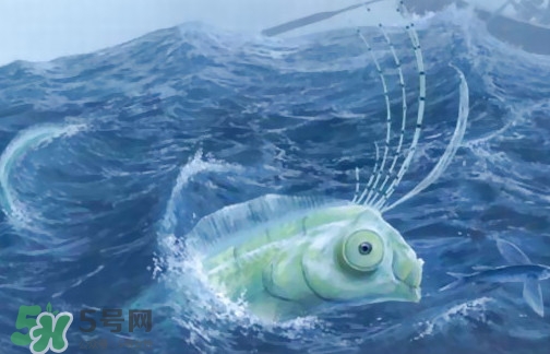 皇帶魚可以吃嗎？皇帶魚是帶魚的一種嗎