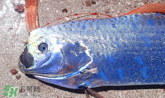 皇帶魚吃什么？皇帶魚吃人嗎？