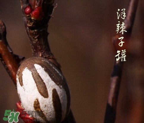洋辣子罐怎么吃？洋辣子罐有什么營養(yǎng)價(jià)值