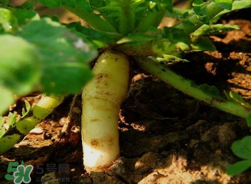 頭伏蘿卜二伏菜是什么意思？頭伏種什么菜？