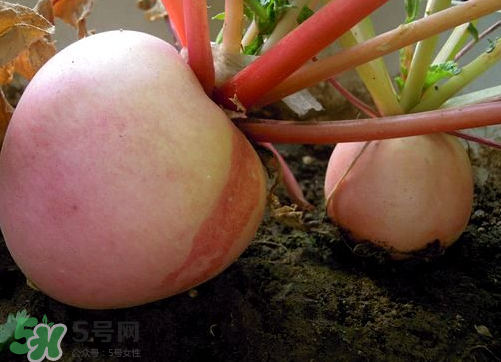 頭伏蘿卜二伏菜是什么意思？頭伏種什么菜？