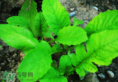 頭伏蘿卜二伏菜是什么意思？頭伏種什么菜？
