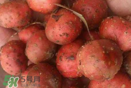 野地瓜是什么？野地瓜好吃嗎