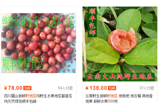 野地瓜哪里可以買到？哪個(gè)地方有種植野地瓜的