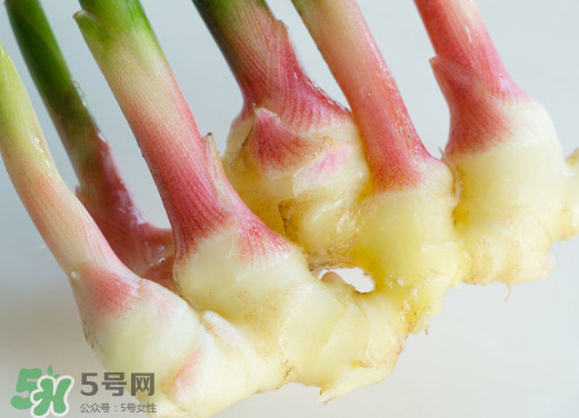 7月份可以種生姜嗎？生姜幾月份種植？