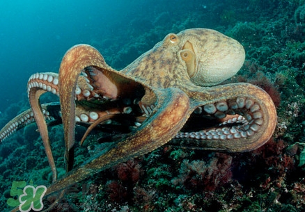 八爪魚(yú)為什么有大米？八爪魚(yú)為什么有墨汁